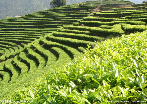 茶葉價格與質(zhì)量的辯證關(guān)系