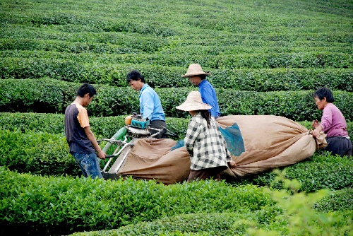 江西婺源 機(jī)械化采茶為農(nóng)民增收添動力