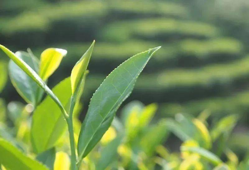 秋香氤氳漳平水仙，清心滌塵品茗思潔